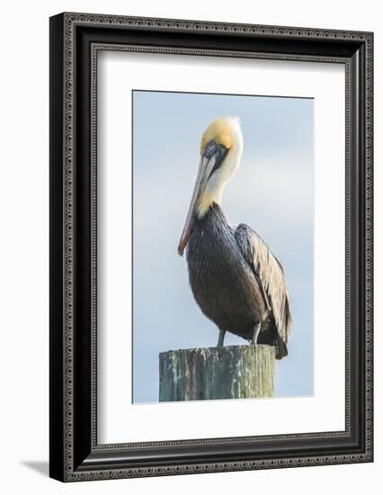 USA, Florida, New Smyrna Beach, Pelican Perched on Pylon-Jim Engelbrecht-Framed Photographic Print