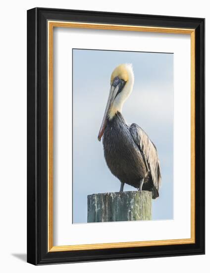 USA, Florida, New Smyrna Beach, Pelican Perched on Pylon-Jim Engelbrecht-Framed Photographic Print