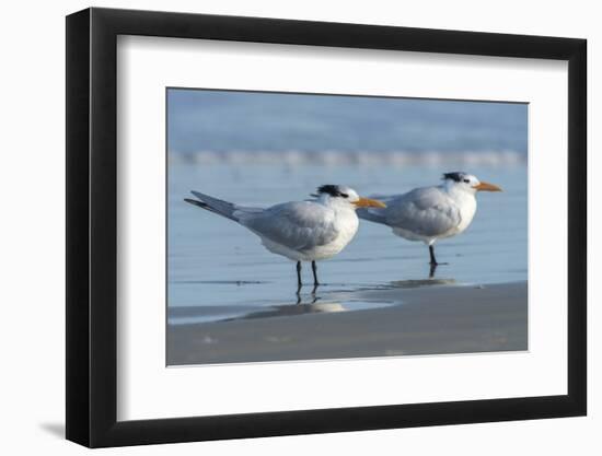 USA, Florida, New Smyrna Beach, Royal Tern-Jim Engelbrecht-Framed Photographic Print