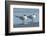 USA, Florida, New Smyrna Beach, Royal Tern-Jim Engelbrecht-Framed Photographic Print