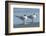 USA, Florida, New Smyrna Beach, Royal Tern-Jim Engelbrecht-Framed Photographic Print