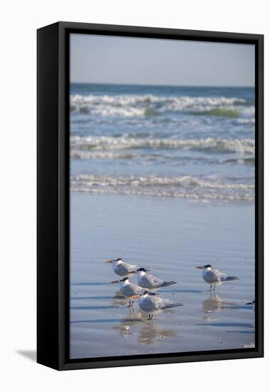 USA, Florida, New Smyrna Beach, Royal Terns on beach.-Lisa S. Engelbrecht-Framed Premier Image Canvas