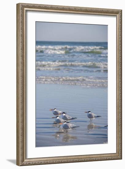 USA, Florida, New Smyrna Beach, Royal Terns on beach.-Lisa S. Engelbrecht-Framed Photographic Print