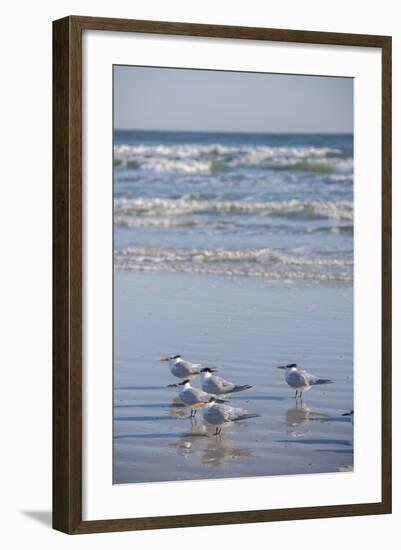 USA, Florida, New Smyrna Beach, Royal Terns on beach.-Lisa S. Engelbrecht-Framed Photographic Print