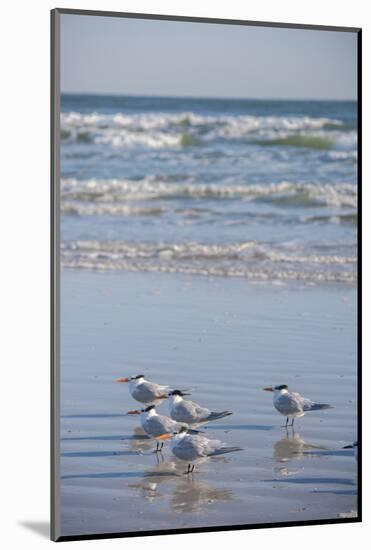 USA, Florida, New Smyrna Beach, Royal Terns on beach.-Lisa S. Engelbrecht-Mounted Photographic Print