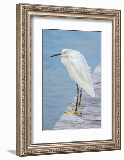 USA, Florida, New Smyrna Beach, Snowy Egret on dock.-Jim Engelbrecht-Framed Photographic Print