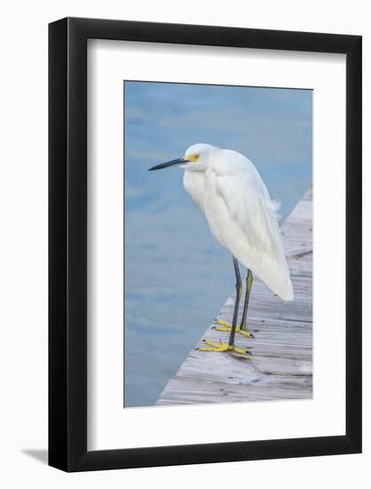 USA, Florida, New Smyrna Beach, Snowy Egret on dock.-Jim Engelbrecht-Framed Photographic Print