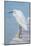 USA, Florida, New Smyrna Beach, Snowy Egret on dock.-Jim Engelbrecht-Mounted Photographic Print