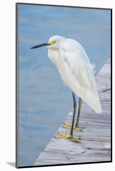USA, Florida, New Smyrna Beach, Snowy Egret on dock.-Jim Engelbrecht-Mounted Photographic Print