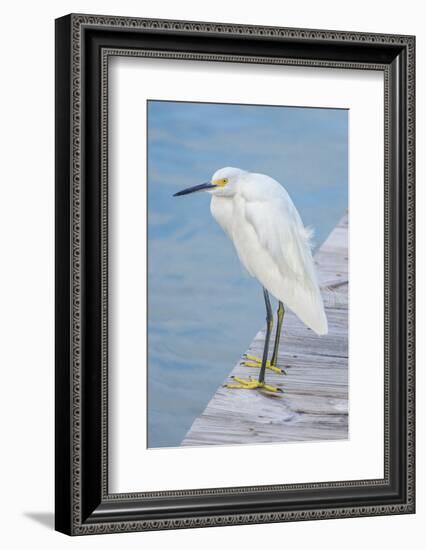 USA, Florida, New Smyrna Beach, Snowy Egret on dock.-Jim Engelbrecht-Framed Photographic Print