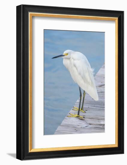 USA, Florida, New Smyrna Beach, Snowy Egret on dock.-Jim Engelbrecht-Framed Photographic Print