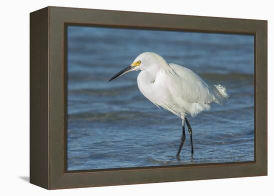 USA, Florida, New Smyrna Beach, Snowy Egret-Jim Engelbrecht-Framed Premier Image Canvas
