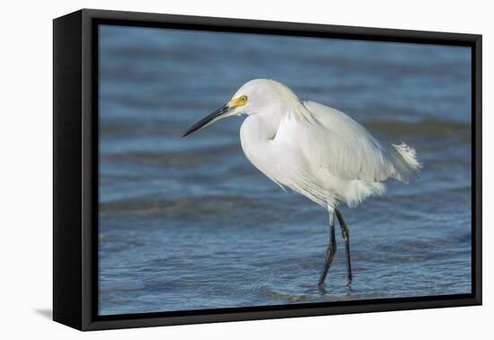 USA, Florida, New Smyrna Beach, Snowy Egret-Jim Engelbrecht-Framed Premier Image Canvas