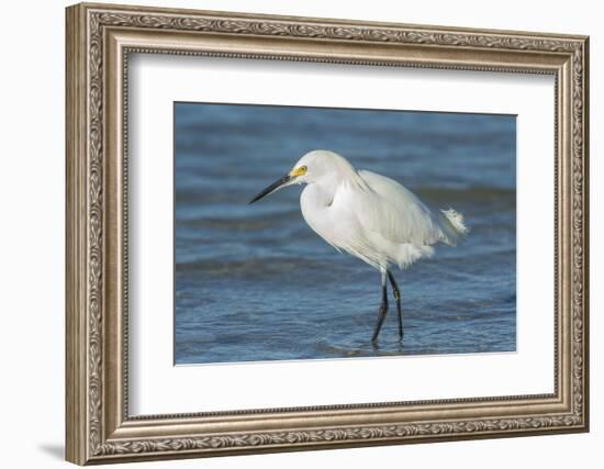 USA, Florida, New Smyrna Beach, Snowy Egret-Jim Engelbrecht-Framed Photographic Print