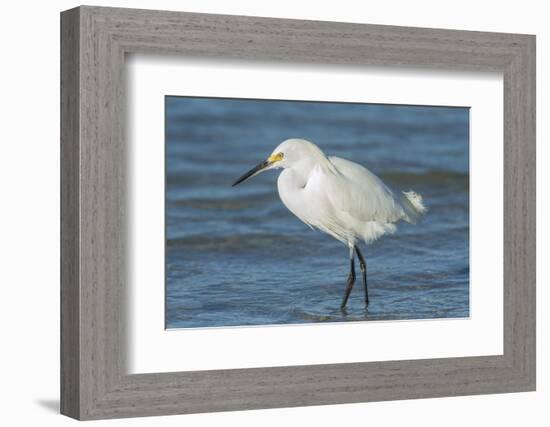 USA, Florida, New Smyrna Beach, Snowy Egret-Jim Engelbrecht-Framed Photographic Print