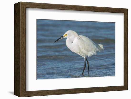 USA, Florida, New Smyrna Beach, Snowy Egret-Jim Engelbrecht-Framed Photographic Print