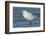 USA, Florida, New Smyrna Beach, Snowy Egret-Jim Engelbrecht-Framed Photographic Print