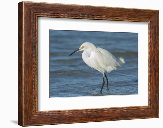USA, Florida, New Smyrna Beach, Snowy Egret-Jim Engelbrecht-Framed Photographic Print