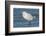 USA, Florida, New Smyrna Beach, Snowy Egret-Jim Engelbrecht-Framed Photographic Print