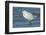 USA, Florida, New Smyrna Beach, Snowy Egret-Jim Engelbrecht-Framed Photographic Print