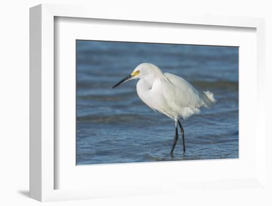 USA, Florida, New Smyrna Beach, Snowy Egret-Jim Engelbrecht-Framed Photographic Print