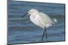 USA, Florida, New Smyrna Beach, Snowy Egret-Jim Engelbrecht-Mounted Photographic Print