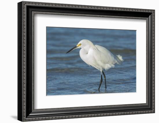 USA, Florida, New Smyrna Beach, Snowy Egret-Jim Engelbrecht-Framed Photographic Print