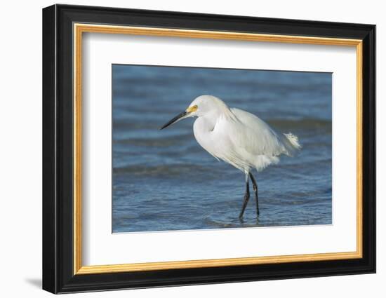 USA, Florida, New Smyrna Beach, Snowy Egret-Jim Engelbrecht-Framed Photographic Print