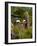 USA, Florida, North Ft. Meyers. American Bald Eagle, pair at nest-Bernard Friel-Framed Photographic Print