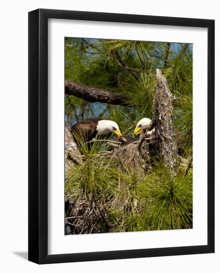 USA, Florida, North Ft. Meyers. American Bald Eagle, pair at nest-Bernard Friel-Framed Photographic Print