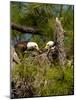 USA, Florida, North Ft. Meyers. American Bald Eagle, pair at nest-Bernard Friel-Mounted Photographic Print