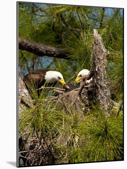 USA, Florida, North Ft. Meyers. American Bald Eagle, pair at nest-Bernard Friel-Mounted Photographic Print