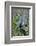 USA, Florida, Orange City, St. Johns River, Blue Spring Sp, Anhinga-Jim Engelbrecht-Framed Photographic Print