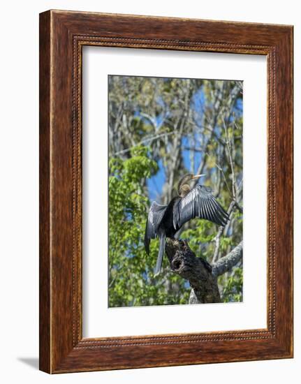 USA, Florida, Orange City, St. Johns River, Blue Spring Sp, Anhinga-Jim Engelbrecht-Framed Photographic Print