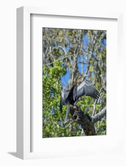 USA, Florida, Orange City, St. Johns River, Blue Spring Sp, Anhinga-Jim Engelbrecht-Framed Photographic Print