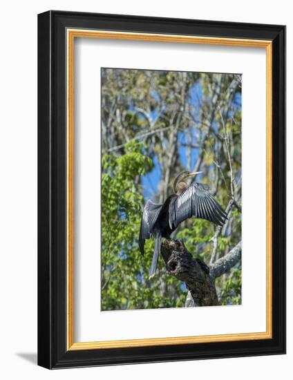 USA, Florida, Orange City, St. Johns River, Blue Spring Sp, Anhinga-Jim Engelbrecht-Framed Photographic Print