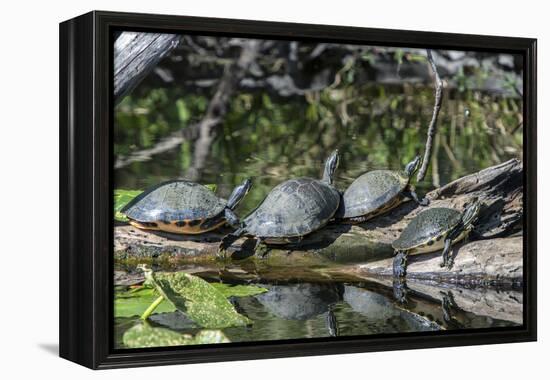 USA, Florida, Orange City, St. Johns River, Blue Spring SP, turtles.-Jim Engelbrecht-Framed Premier Image Canvas