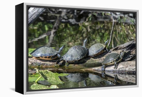 USA, Florida, Orange City, St. Johns River, Blue Spring SP, turtles.-Jim Engelbrecht-Framed Premier Image Canvas