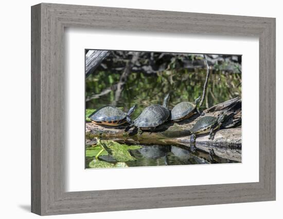 USA, Florida, Orange City, St. Johns River, Blue Spring SP, turtles.-Jim Engelbrecht-Framed Photographic Print