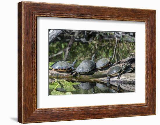 USA, Florida, Orange City, St. Johns River, Blue Spring SP, turtles.-Jim Engelbrecht-Framed Photographic Print