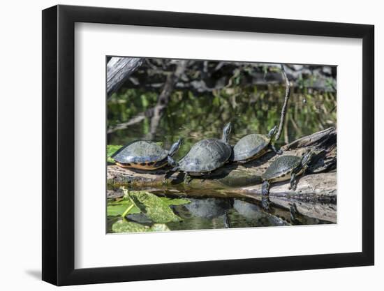 USA, Florida, Orange City, St. Johns River, Blue Spring SP, turtles.-Jim Engelbrecht-Framed Photographic Print