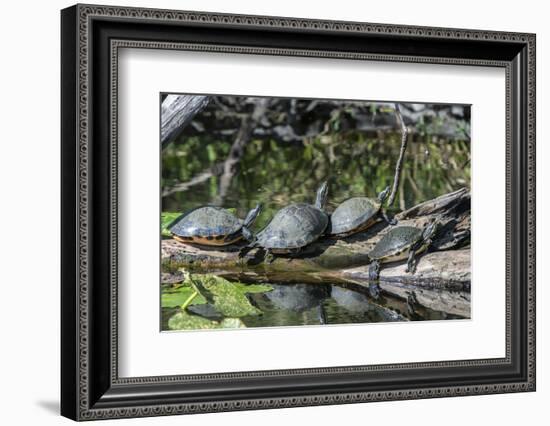 USA, Florida, Orange City, St. Johns River, Blue Spring SP, turtles.-Jim Engelbrecht-Framed Photographic Print