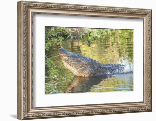 USA, Florida, Orlando. alligator doing water dance at Gatorland.-Lisa S. Engelbrecht-Framed Photographic Print