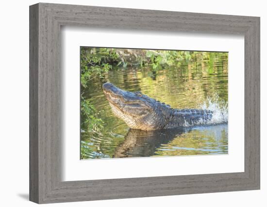 USA, Florida, Orlando. alligator doing water dance at Gatorland.-Lisa S. Engelbrecht-Framed Photographic Print