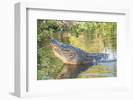 USA, Florida, Orlando. alligator doing water dance at Gatorland.-Lisa S. Engelbrecht-Framed Photographic Print