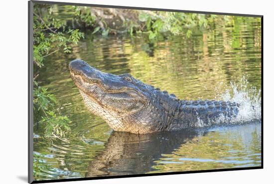 USA, Florida, Orlando. alligator doing water dance at Gatorland.-Lisa S. Engelbrecht-Mounted Photographic Print
