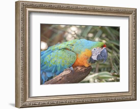 USA, Florida, Orlando. Blue-and-Yellow Macaw at Gatorland.-Lisa S. Engelbrecht-Framed Photographic Print