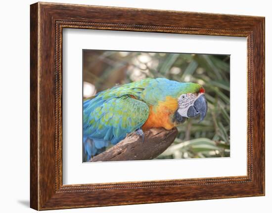 USA, Florida, Orlando. Blue-and-Yellow Macaw at Gatorland.-Lisa S. Engelbrecht-Framed Photographic Print