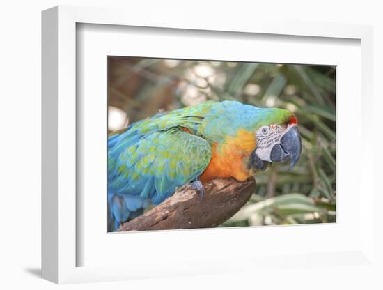 USA, Florida, Orlando. Blue-and-Yellow Macaw at Gatorland.-Lisa S. Engelbrecht-Framed Photographic Print