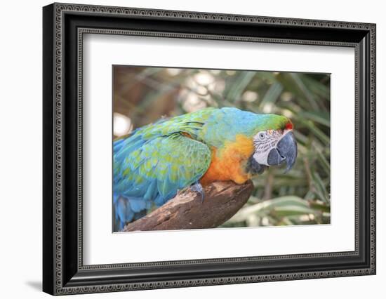 USA, Florida, Orlando. Blue-and-Yellow Macaw at Gatorland.-Lisa S. Engelbrecht-Framed Photographic Print